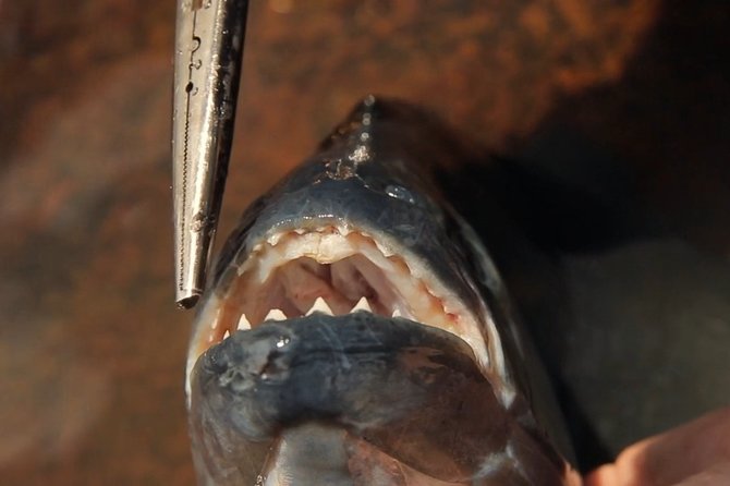 Piranha fishing experience in the Amazon jungle - Why Piranha Fishing From Iquitos Feels Different