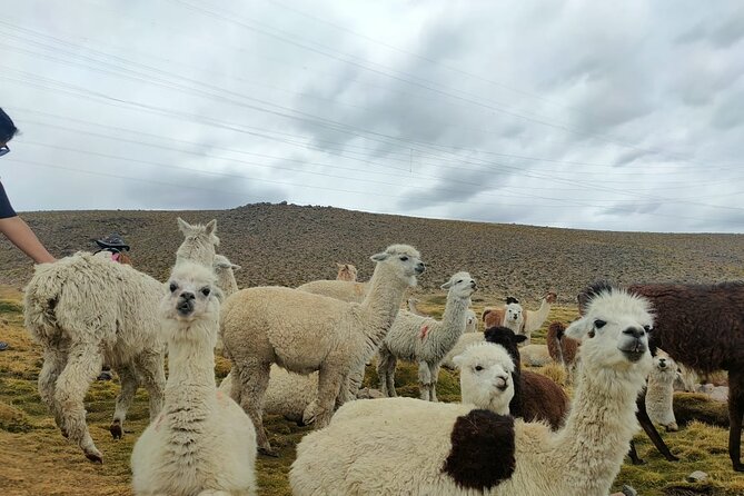 Private Full Day Tour of Ruta del Sol from Puno to Cusco - Stop 2: La Raya Pass Above 4,335 m and a Quick Photo Window