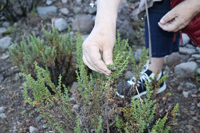 Private Full Day Tour to Colca Canyon with Breakfast - Chacapi hot springs: optional and worth budgeting for