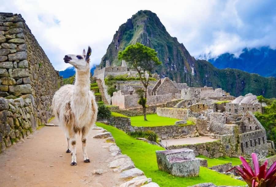 Private Guide in Machu Picchu for 3 Hours - What to bring for Machu Picchu: passport, rain gear, and bug spray