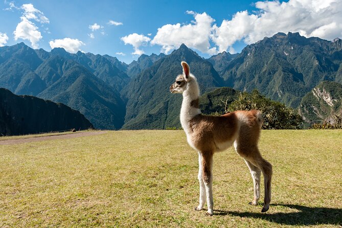 Private Luxury Machu Picchu Tour with Buffet Lunch - Should you book this Private Luxury Machu Picchu Tour with Buffet Lunch?