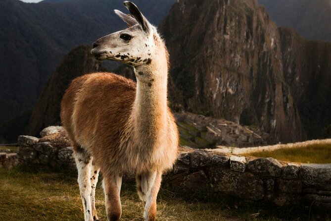 Private Machu Picchu Guided Tour from Aguas Calientes - Timing your day: choosing 5:30 am to 3:30 pm