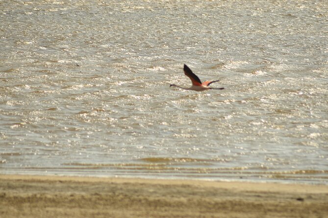 Private Paracas National Reserve + Pink Lagoon Experience - Where you start, how long it lasts, and how to prepare