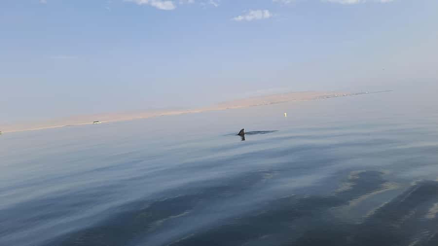 Private Tour: Ballestas Island & Huacachina Oasis, from Lima - Paracas Port Break and Breakfast: Fuel Without Slipping the Day