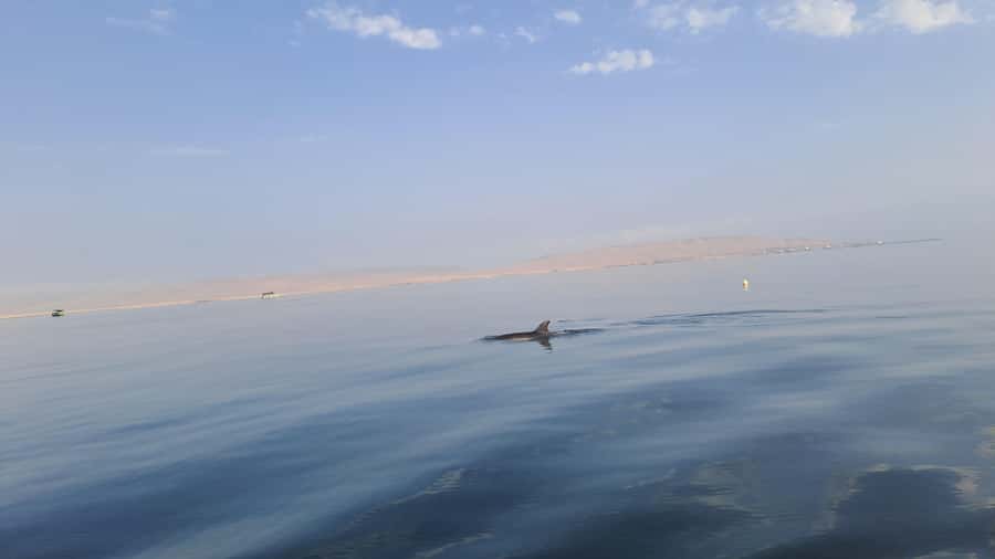 Private Tour: Ballestas Island & Huacachina Oasis, from Lima - The Ica Vineyard and Pisco Stop: Local Taste, Not Just a Sighting