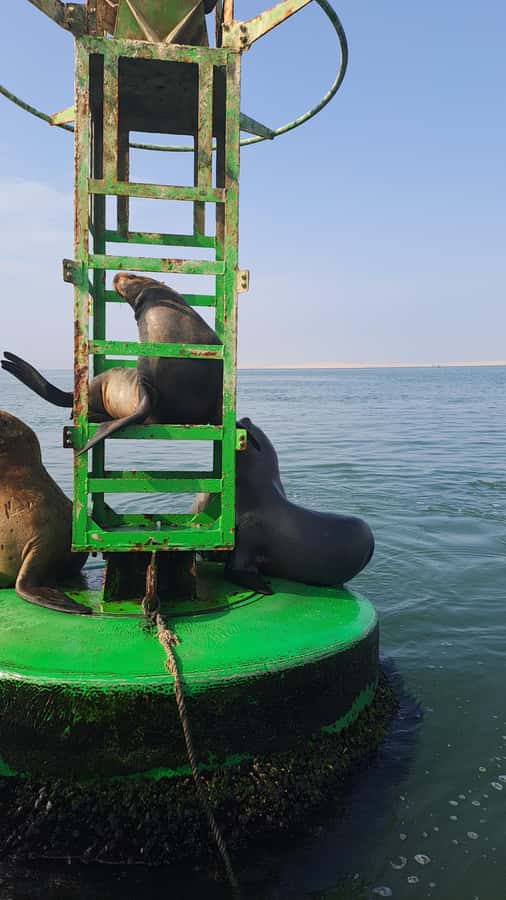 Private Tour: Ballestas Island & Huacachina Oasis, from Lima - Private Transportation and Your Guide: The Real Reason This Feels Comfortable