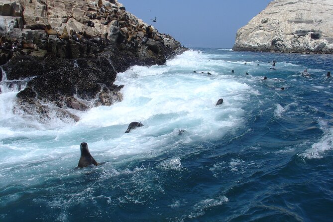 Private Tour to spot Sea Lions in Palomino Islands From Lima - Gear and what you should bring so you are comfortable