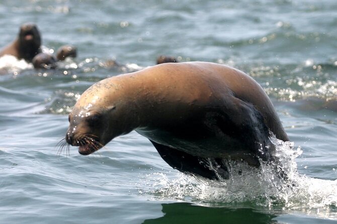 Private Tour to spot Sea Lions in Palomino Islands From Lima - Price and value: what $554 buys you (and what to watch for)