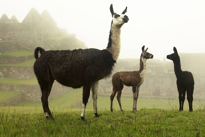 Private Tour to the Lost City: Machu Picchu in One Day - Price and Value: What $398 Per Person Buys You