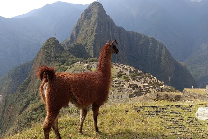 Private Tourist Guide in Machupicchu (From Aguas Calientes). - Getting to the main entrance: buses, lines, and keeping your head straight