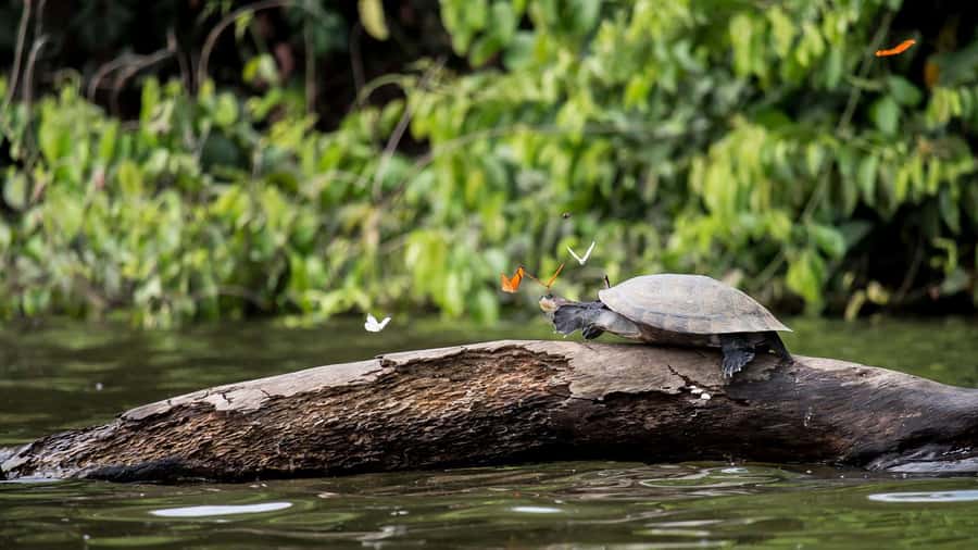 Puerto Maldonado: 2-Day Peruvian Tambopata Jungle Trip - Important timing notes for your flights