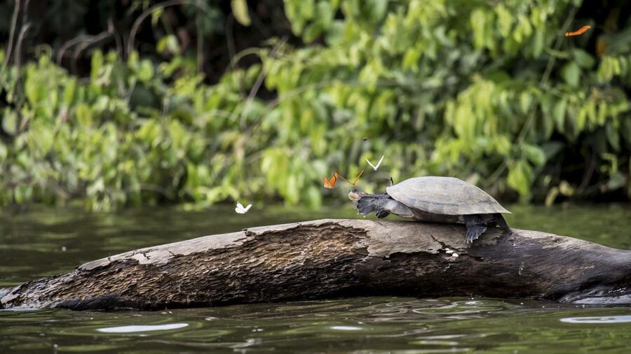Puerto Maldonado: 2-Day Peruvian Tambopata Jungle Trip - Price and value: what $280 buys you in the Tambopata area