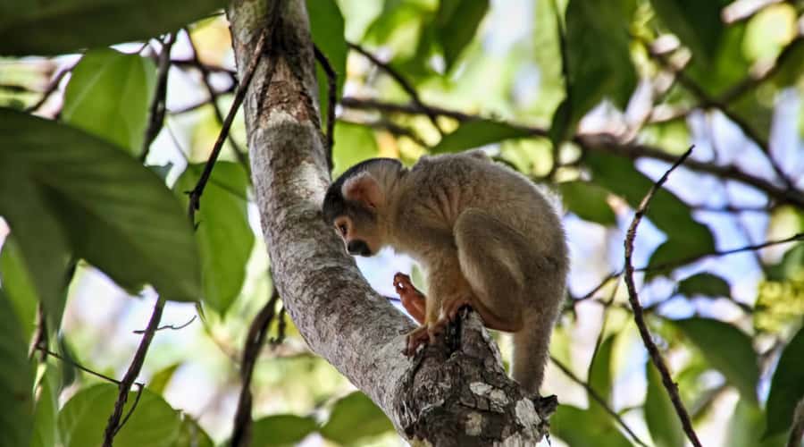 Puerto Maldonado: 2-Day Peruvian Tambopata Jungle Trip - Who this 2-day Tambopata trip suits best