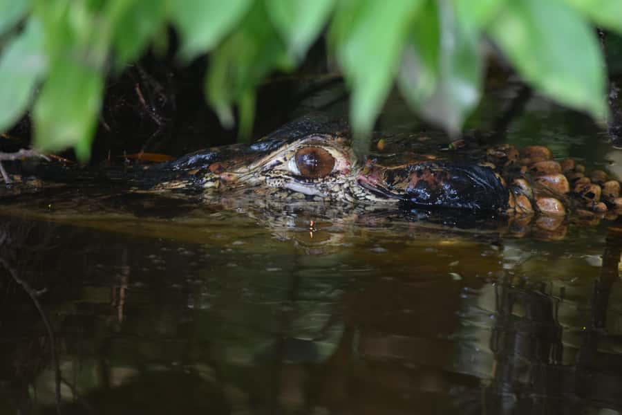 Puerto Maldonado: 4-Day Tambopata Rainforest Tour - Key highlights you will actually feel