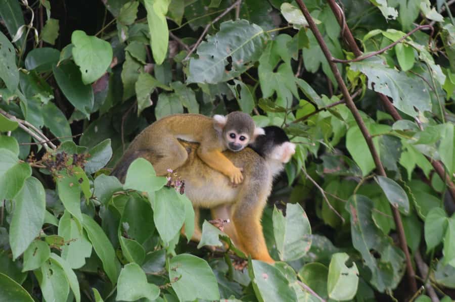 Puerto Maldonado: 4-Day Tambopata Rainforest Tour - Puerto Maldonado to Tambopata in four days, without rushing your senses