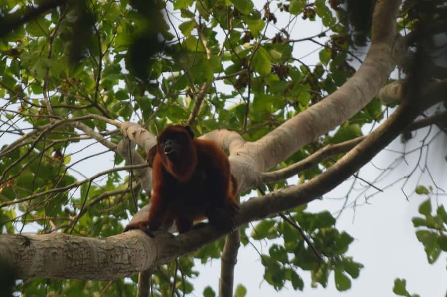 Puerto Maldonado: 4-Day Tambopata Rainforest Tour - Day 2: three-toed sloths and caimans, then Lake Sandoval for monkeys and giant otters