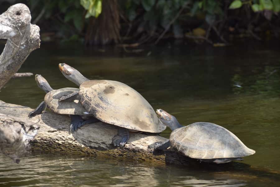 Puerto Maldonado: 4-Day Tambopata Rainforest Tour - Green House Tambopata jungle-house base, from rooms to river views