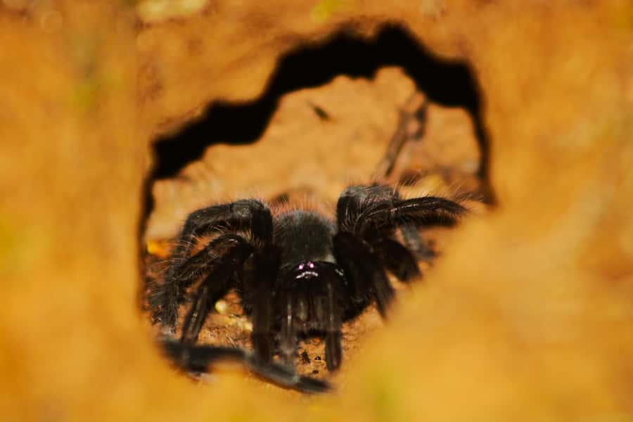 Puerto Maldonado: Jungle Night Tour with Sloths & Tarantulas - What You Can Expect to See After Dark