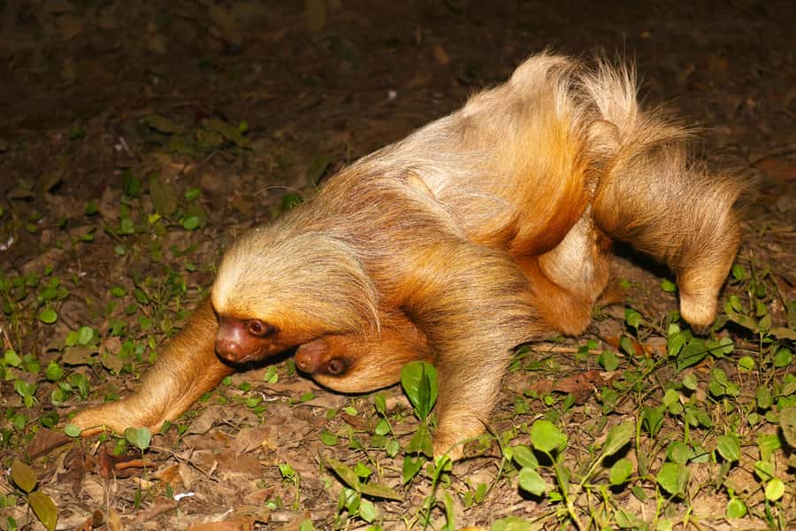 Puerto Maldonado: Jungle Night Tour with Sloths & Tarantulas - The Itinerary in Plain English, Stop by Stop