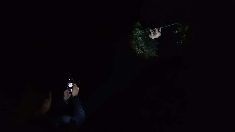 Puerto Maldonado: Jungle Night Tour with Sloths & Tarantulas - Price and Value: Is 45 USD Worth It?
