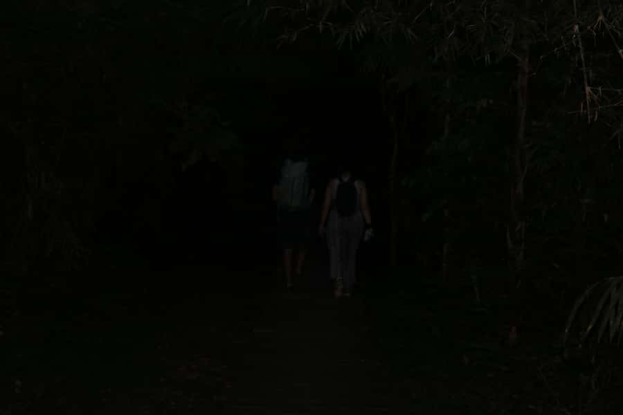 Puerto Maldonado: Jungle Night Tour with Sloths & Tarantulas - Who This Tour Suits Best, and Who Should Skip It