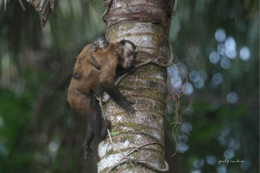 Puerto Maldonado: Sandoval Lake 4-Day, 3-Night Guided Tour - What You Really Pay, and Why It Can Be Good Value