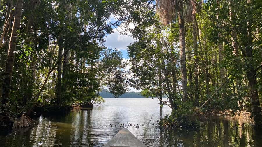Puerto Maldonado: Sandoval Lake 4-Day, 3-Night Guided Tour - Day 1 Transfers to MonteAmazonico Lodge, Then Monkey Island