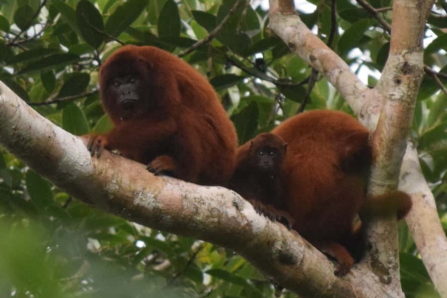 Puerto Maldonado: Sandoval Lake Full-Day Trip with Canoeing - Why this Sandoval Lake canoe day works in one full day