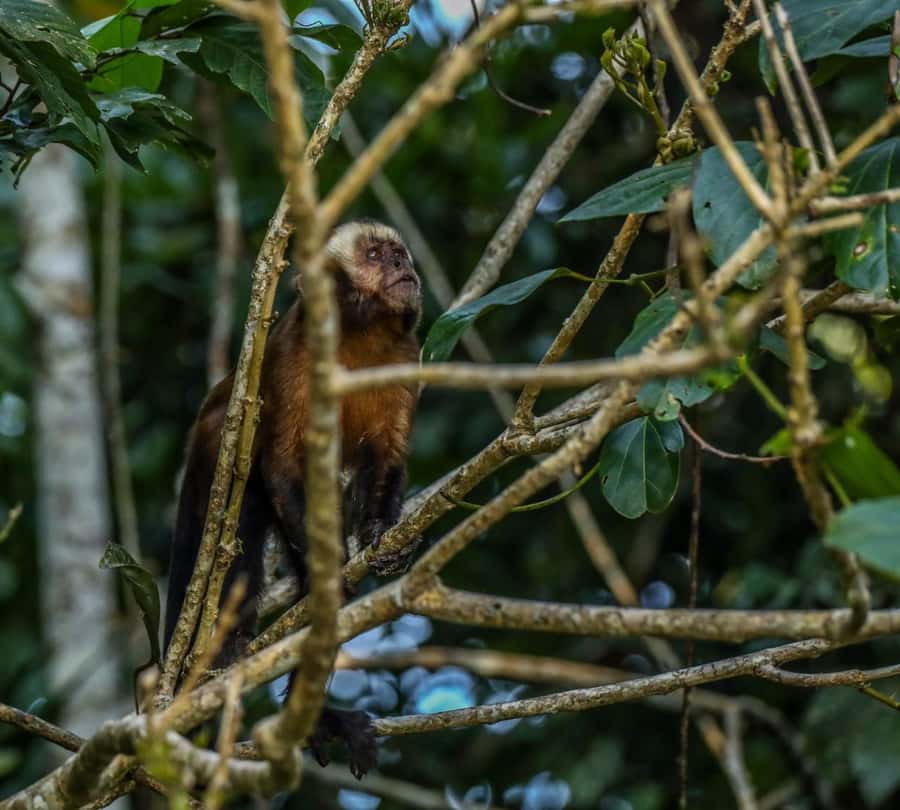 Puerto Maldonado: Sandoval Lake Full-Day Trip with Canoeing - Tambopata National Reserve access: what the hike is really like
