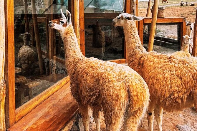 Quad bikes in Moray and Salineras and Picnic with llamas - Moray’s circular terraces: seeing Inca farming from the inside