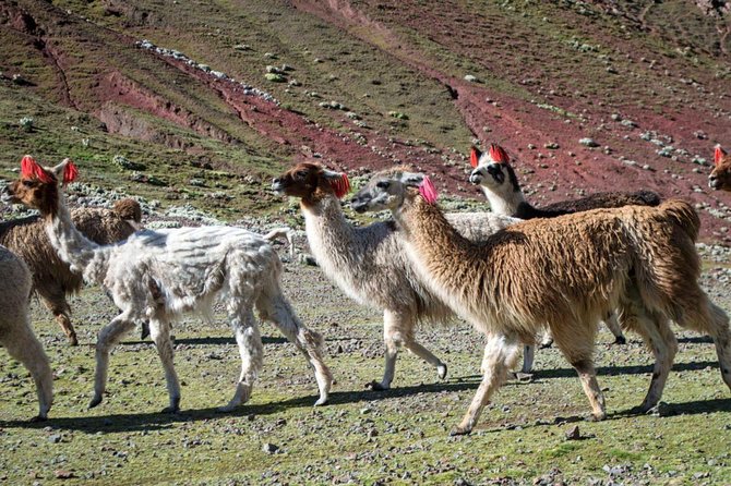 Rainbow Mountain Day Trip from Cusco - Full Day Guided Adventure - Reaching Rainbow Mountain: summit time, photos, and weather reality