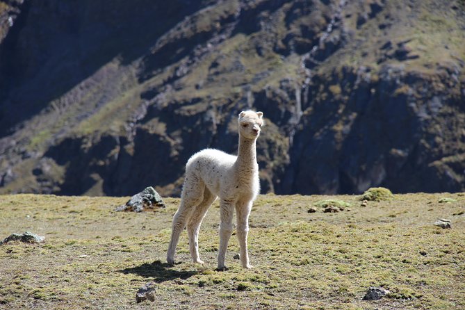 Rainbow mountain - Private Full Day - At the top: hot drinks, sweeping views, and possible wildlife