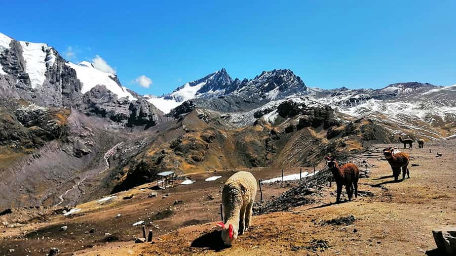 Rainbow Mountain tour and Machu Picchu tour by train - Who Should Book This, and Who Should Rethink the Plan