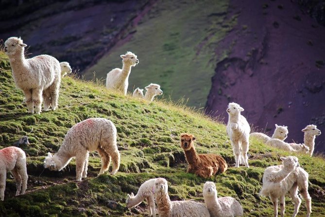 Rainbow Mountain tour with Overnight 1 hour away - Hotel Included - Cusco to Cusipata: The Overnight at Amaru TreeHouse (Why Late Start Can Be Smart)