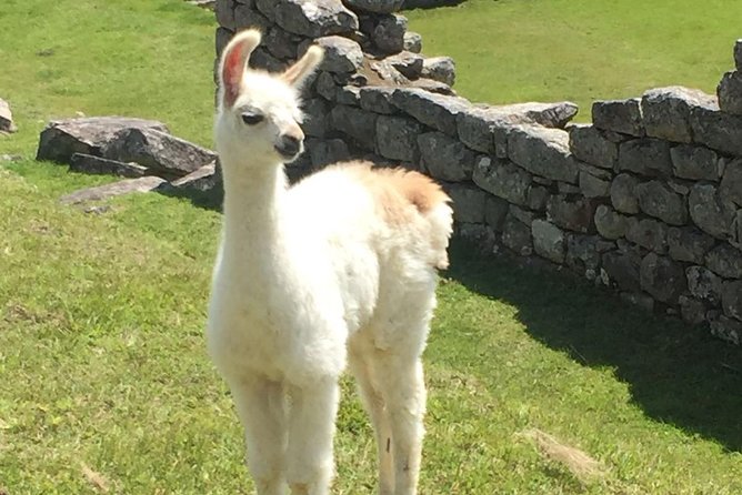 Sacred Valley and Machu Picchu 2-day Tour - Day 1 Sacred Valley: Awanacancha Alpaca Time, Pisaq, and Ollantaytambo