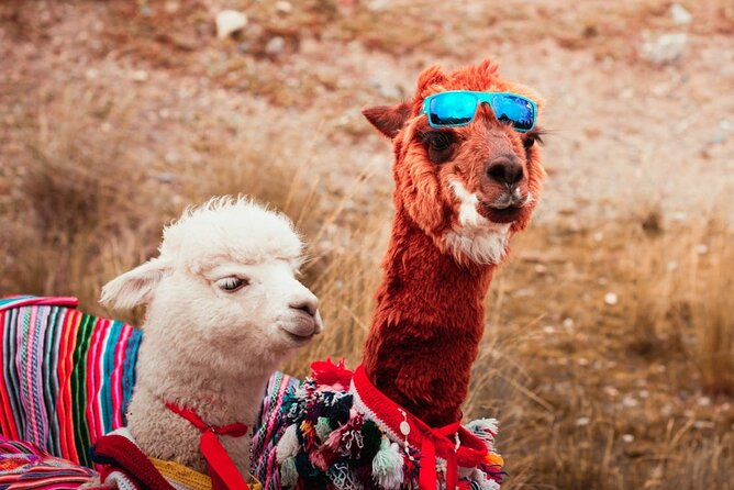 Sacred Valley & Salt Flats Tour (A Journey to the Heart of the Incas) - Timing, Walking Level, and Small-Group Comfort Starting at 6:30am