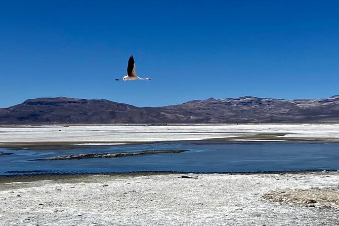 Salinas National Reserve PRIVATE TOUR - What you learn with Julio: flora, fauna, farming, and Peru beyond facts