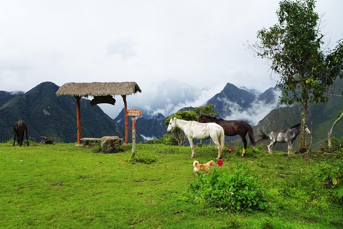 Salkantay Trek Premium 5D/4N - Day 3: Cloud forest hike to Lucmabamba, zipline time, and coffee work