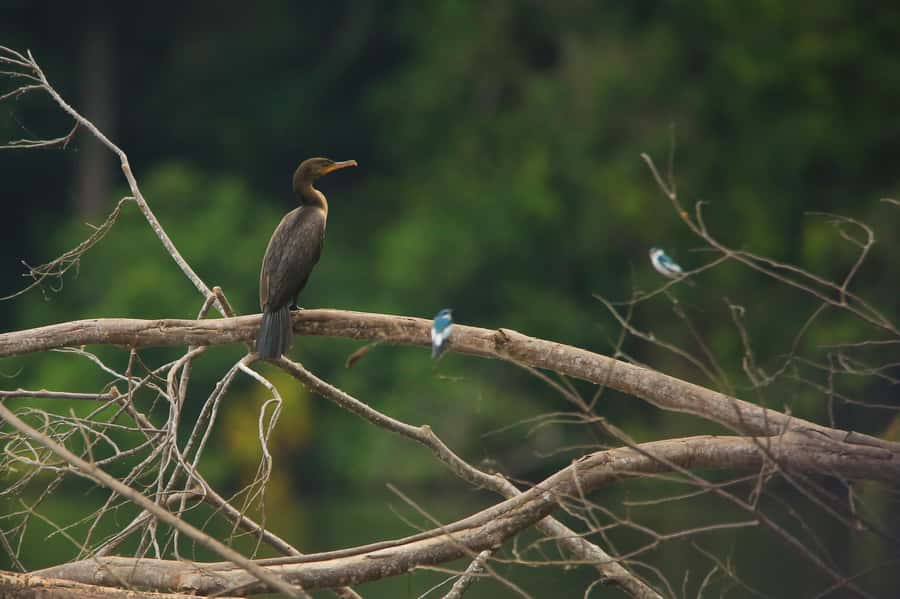 Sandoval Lake & Parrot Clay lick 3 Days/2 Nights - Day 1: Arrival to Monkey Island and Caimans by Night