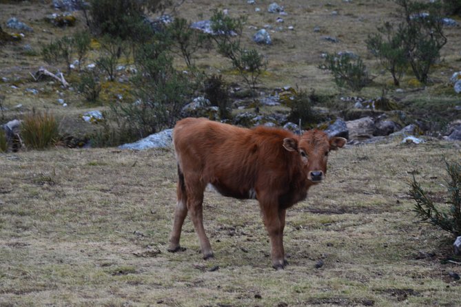 Santa Cruz 4 Days Trek - Guide Quality, Communication, and Group Pace