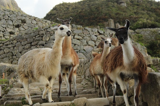 Short Inca Trail to Machu Picchu With Hotel 2D-1N - Day 2 Sunrise Bus to Machu Picchu and a 2-Hour Guided Tour