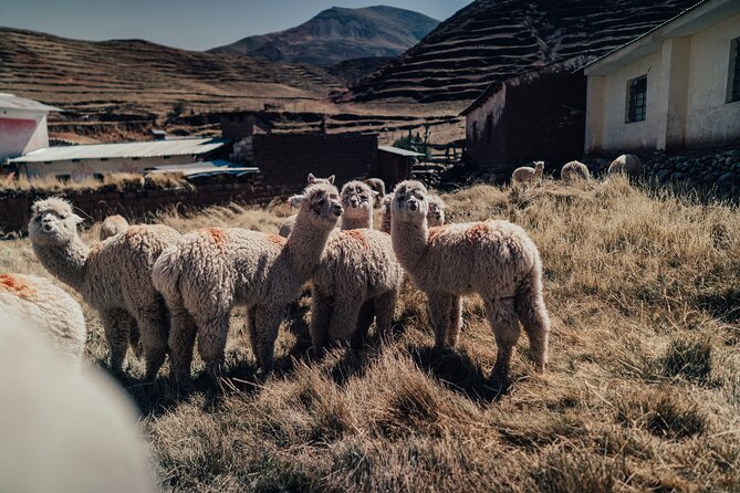 Small-Group 3-day Cusco Tour to Sacred Valley, Machu Picchu & Rainbow Mountain - Altitude and Early Starts: A Practical Reality Check