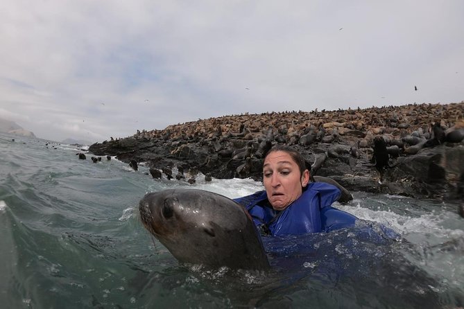 Swimming with Sea Lions in Lima - Why Palomino Island sea lions are such a big deal from Lima