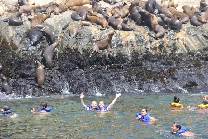 Swimming with Sea Lions in Lima - Birdwatching bonus: the route is more than a commute