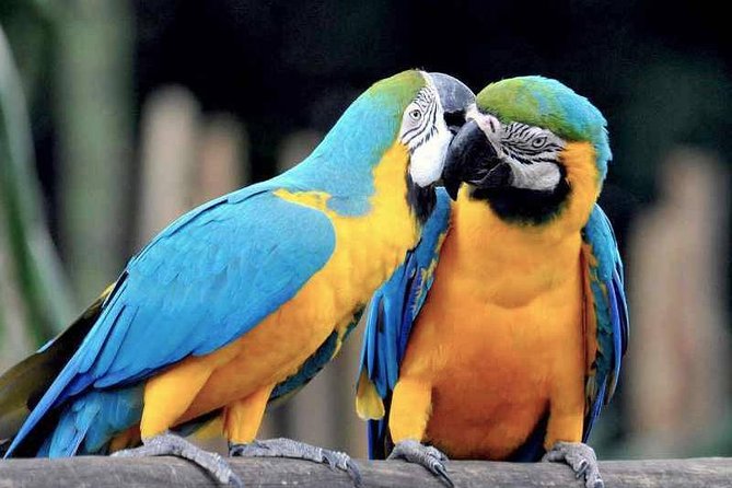 Tambopata 3 Day Amazon Tour: Macaws, Caimans & Jungle - Day 1 in Tambopata National Reserve, rainforest walking after you settle in