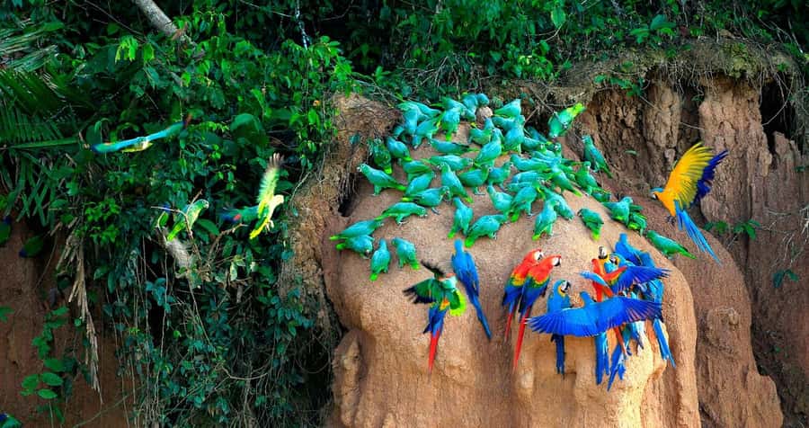 Tambopata Macaw Clay Lick 3 days/2 nights - Getting From Puerto Maldonado to Hacienda Tambopata Lodge the Local Way