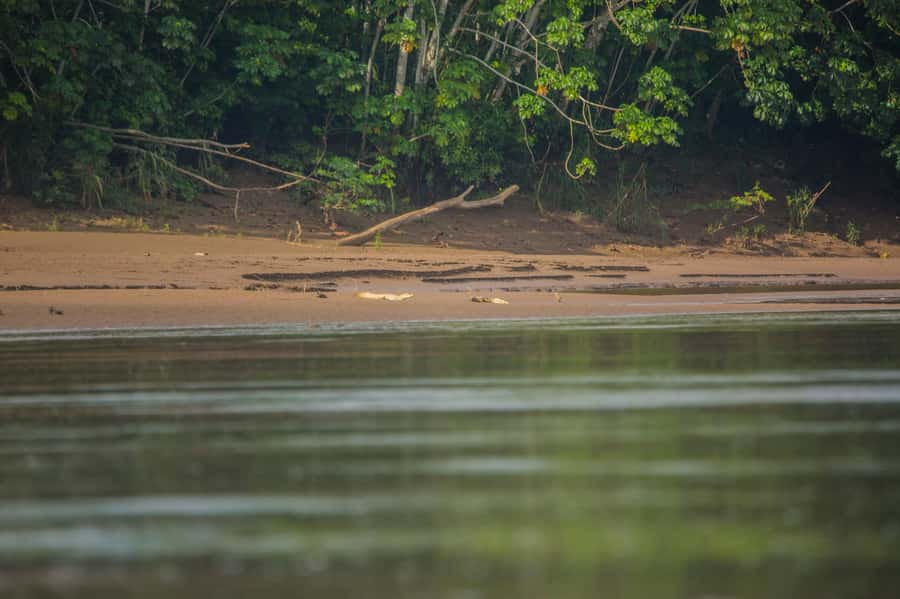 Tambopata Macaw Clay Lick 4 days/3 nights - Day 1 in the Rainforest: A Gentle Introduction After Arrival