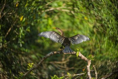 Tambopata Macaw Clay Lick 4 days/3 nights