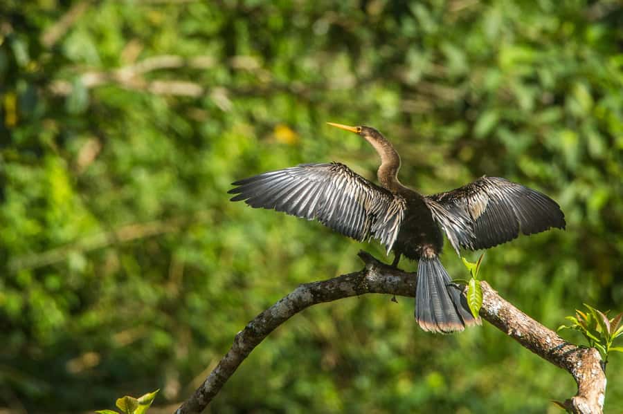 Tambopata Macaw Clay Lick 4 days/3 nights - Price and What You Need to Pay On Top of $435