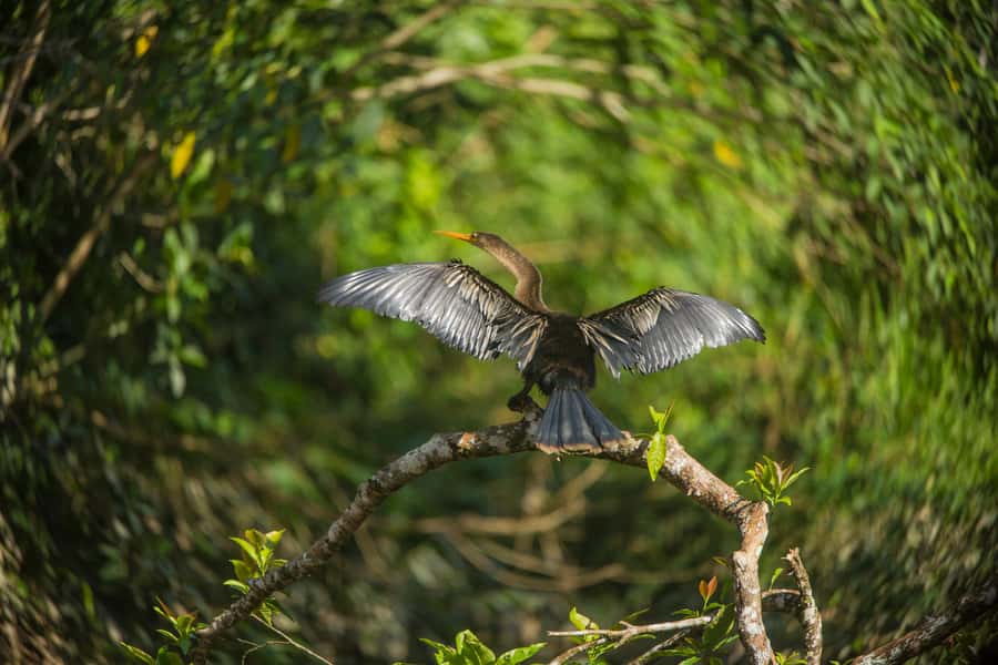 Tambopata Macaw Clay Lick 4 days/3 nights - Getting to Hacienda Tambopata: 4x4, Boats, and Real Time in Transit